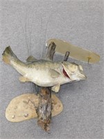 ** Taxidermy Fish Mount