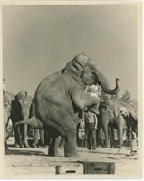 8x10 Elephant standing on hind legs