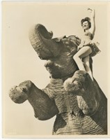 8x10 Woman atop elephant posing Chester photo