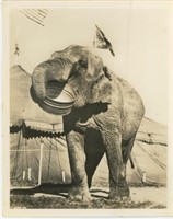 8x10 Elephant Rulh Ringling
