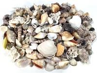 Sea Shell Lot