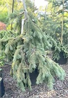 (3) Weeping White Spruce - 3 gallon