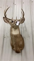 White tail mount 8 point