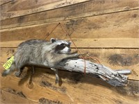 Raccoon on Log