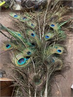 LOT OF PEACOCK FEATHERS