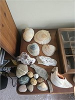 Barnacle cluster, sea shells,
