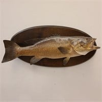 Taxidermy Mounted Bass Fish