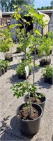 (2) Desert King Fig Plants