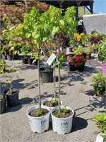 (3) Quick Fire Fib Hydrangea Plants