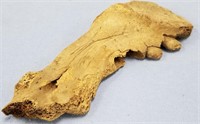 Fossilized jaw bone portion               (N 105)