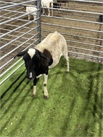 ARBY1742 BLK WHITE EWE 107# P26