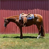 Ladies Look At Me - 2015 Sorrel AQHA Gelding - VID