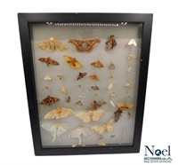 Shadowboxed Moths