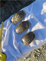 3 Tortoise / Turtle Shells