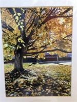"Golden Tree on Philadelphia Avenue" Print