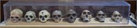 Museum Grade series of eight skull mounts in prese