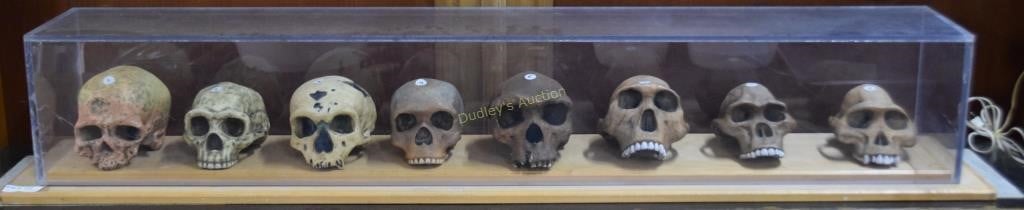 Museum Grade series of eight skull mounts in prese