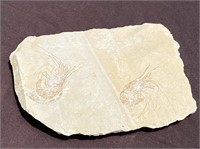 Shrimp, Fossil, Rock, Natural, Decor, Collectible,