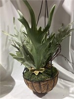 $30.00 beautiful hanging plant for indoors or