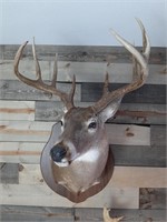 Mounted Whitetail Deer Buck