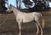 (VIC): JOEY - Arabian Gelding