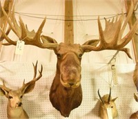 Eastern Moose Mount in Boone & Crockett Book