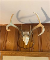 6-Point Antler Display