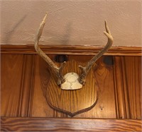 6-Point Antler Display