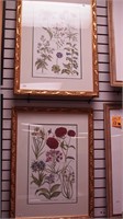 Two framed botanical prints each in