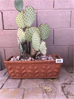 Long Terra Cotta Planter / Cactus