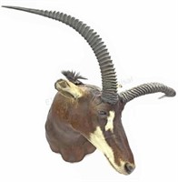 Shoulder Mount Sable Antelope Taxidermy