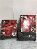 10 Strawberry Starters x2