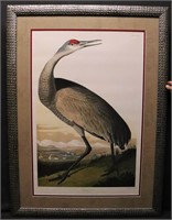 "Hooping Crane" Havell - Audubon