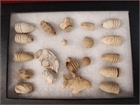 Civil War Bullets & Relics in Display Case