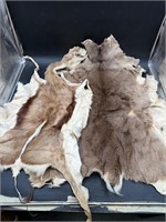 Deer Hide & Springbox Hide