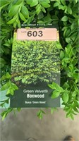 3 gallon Green Velvet Boxwood