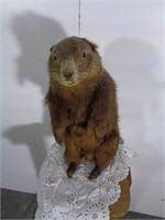 taxidermie marmotte