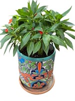 Live Potted Plant