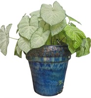 Live Potted Plant