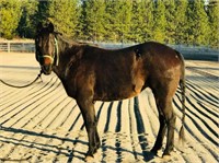 Misty- 15yr-14.1HH-Mare