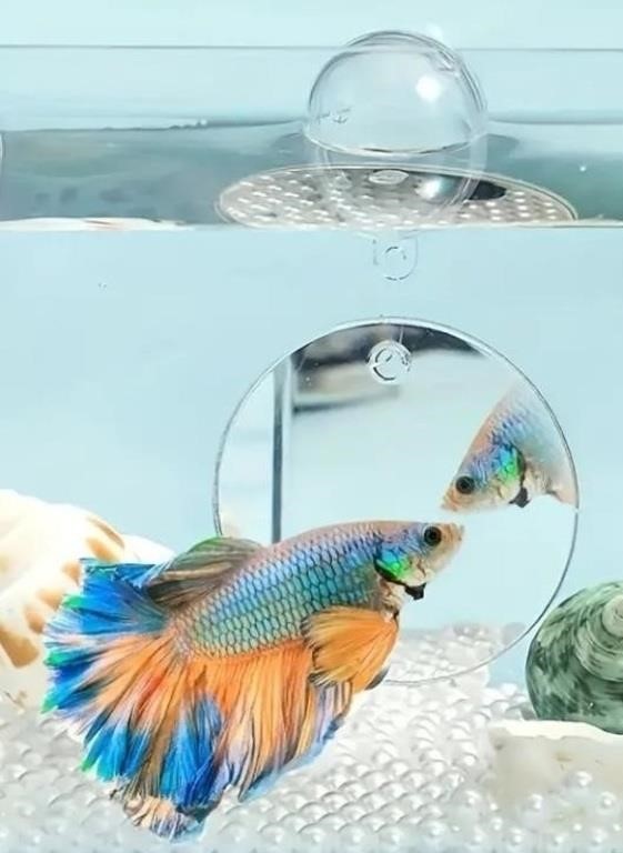 Betta Mirror (Small With Float)