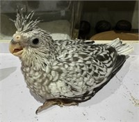 Unsexed-White Faced Pearl Cockatiel Baby-Supertame