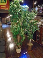 2 Artificial "Ficus" Office Trees