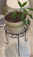 Plant with stand