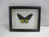 10"x 8.5" Framed Butterfly