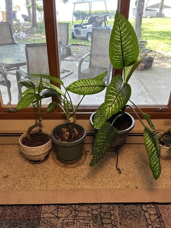 Large Real Plants (3 All Together)