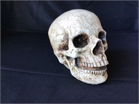 Resin Skull