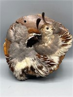 Mounted taxidermy quails