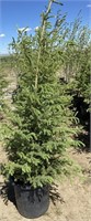 5 - 5'-6' Spruce Trees - Each x5 - Vulcan