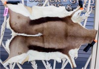 South African Springbok Antelope Hide